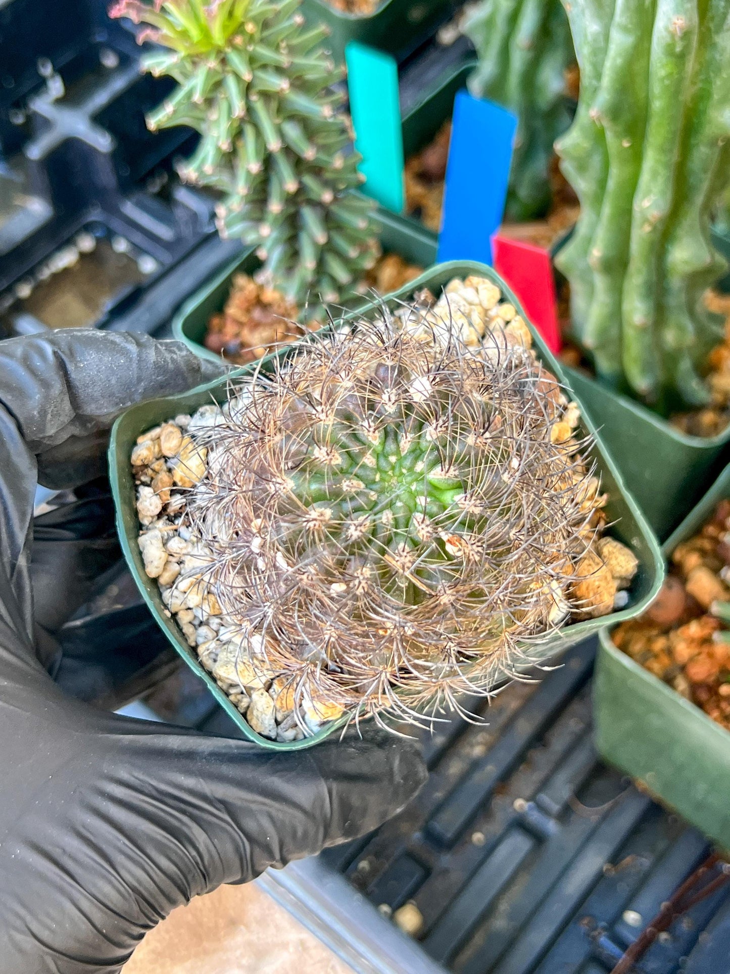 Notocactus Buiningii | (C1) (Y3) | 3.5Pot
