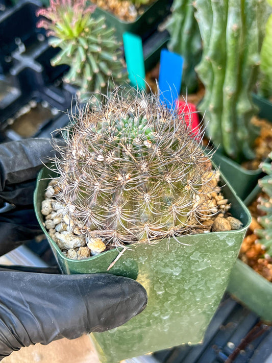 Notocactus Buiningii | (C1) (Y3) | 3.5Pot