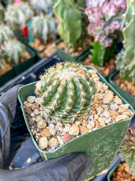 Devil's Tongue Ferocactus Latispinus | (C1) (Y5) | 3.5Pot