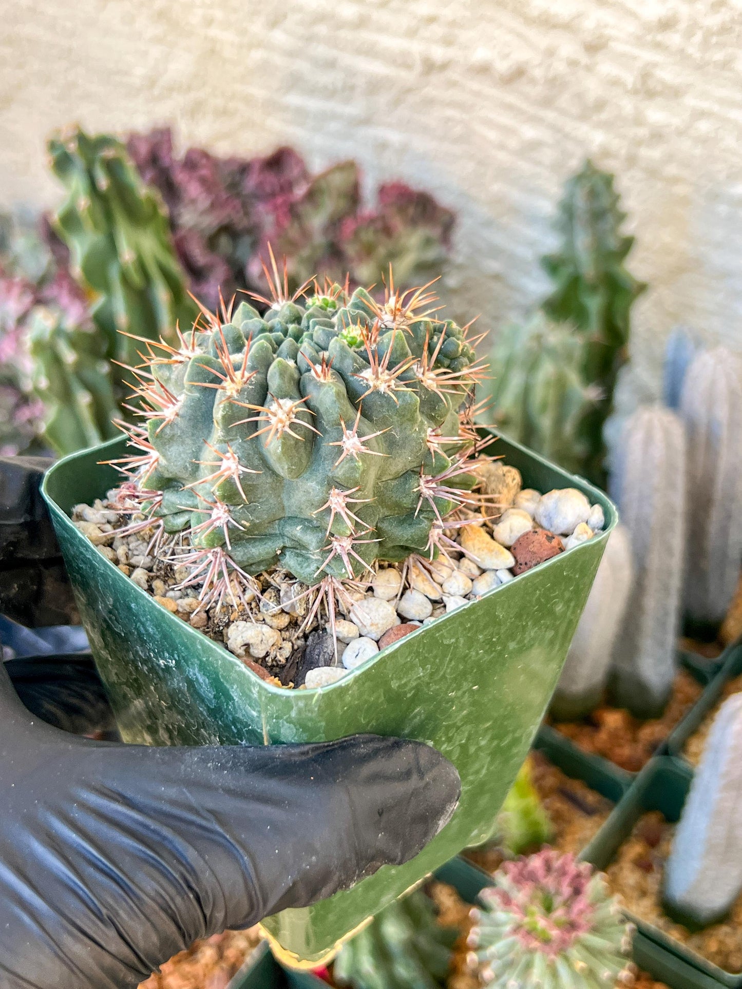 Gymnocalycium Neuhueri | (C1) (Y6) | 3.5Pot