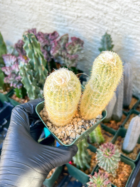 Old Man Cactus / Cephalocereus Senilis | (C3) (B12) | 3.5Pot