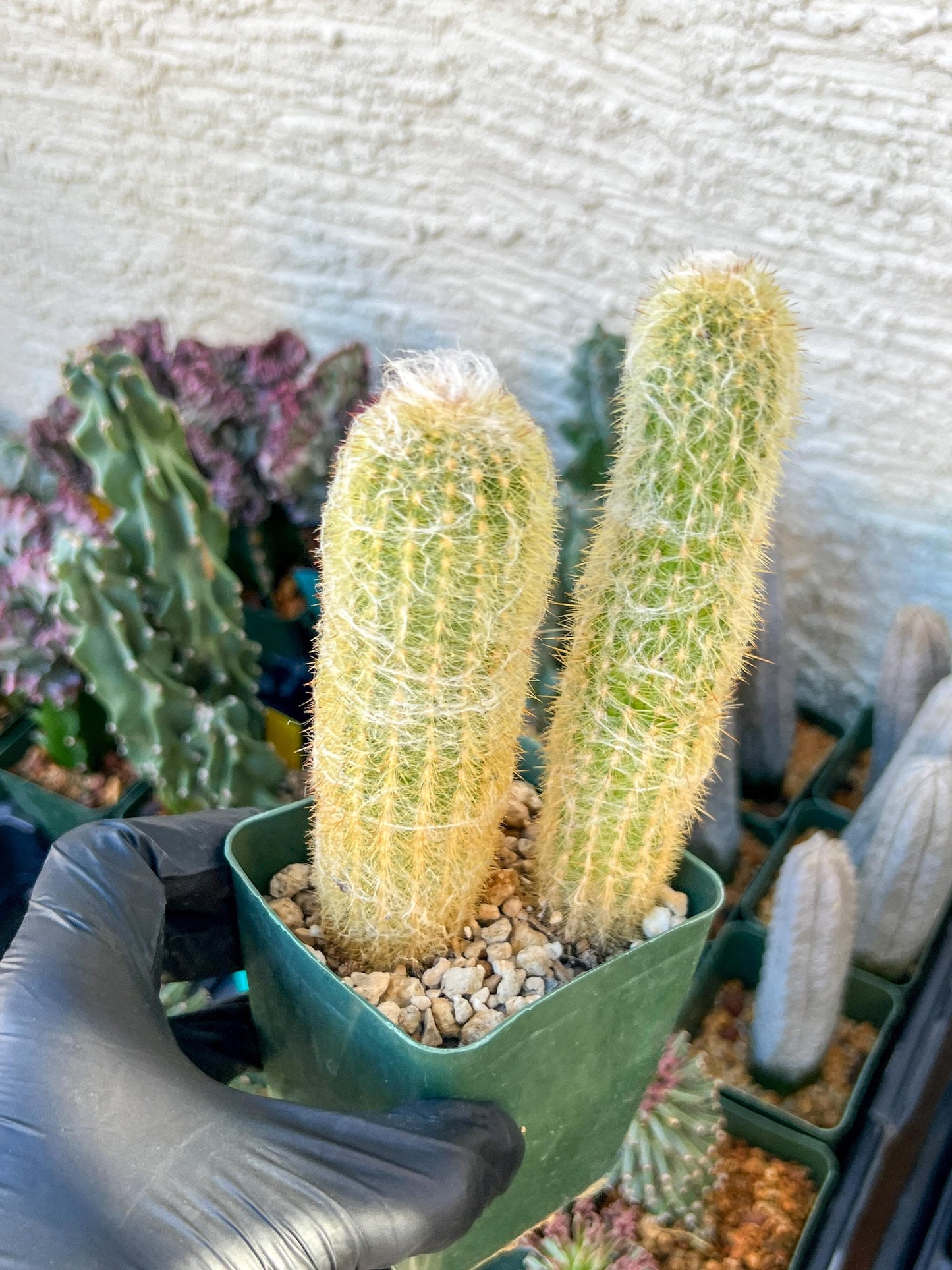 Old Man Cactus / Cephalocereus Senilis | (C3) (B12) | 3.5Pot