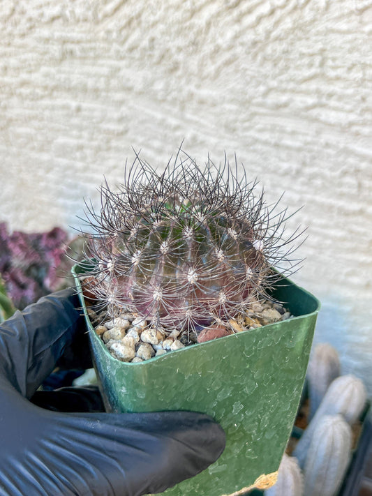 Eriosyce senilis ssp. coimasensis | (C3) (B16) | 3.5Pot