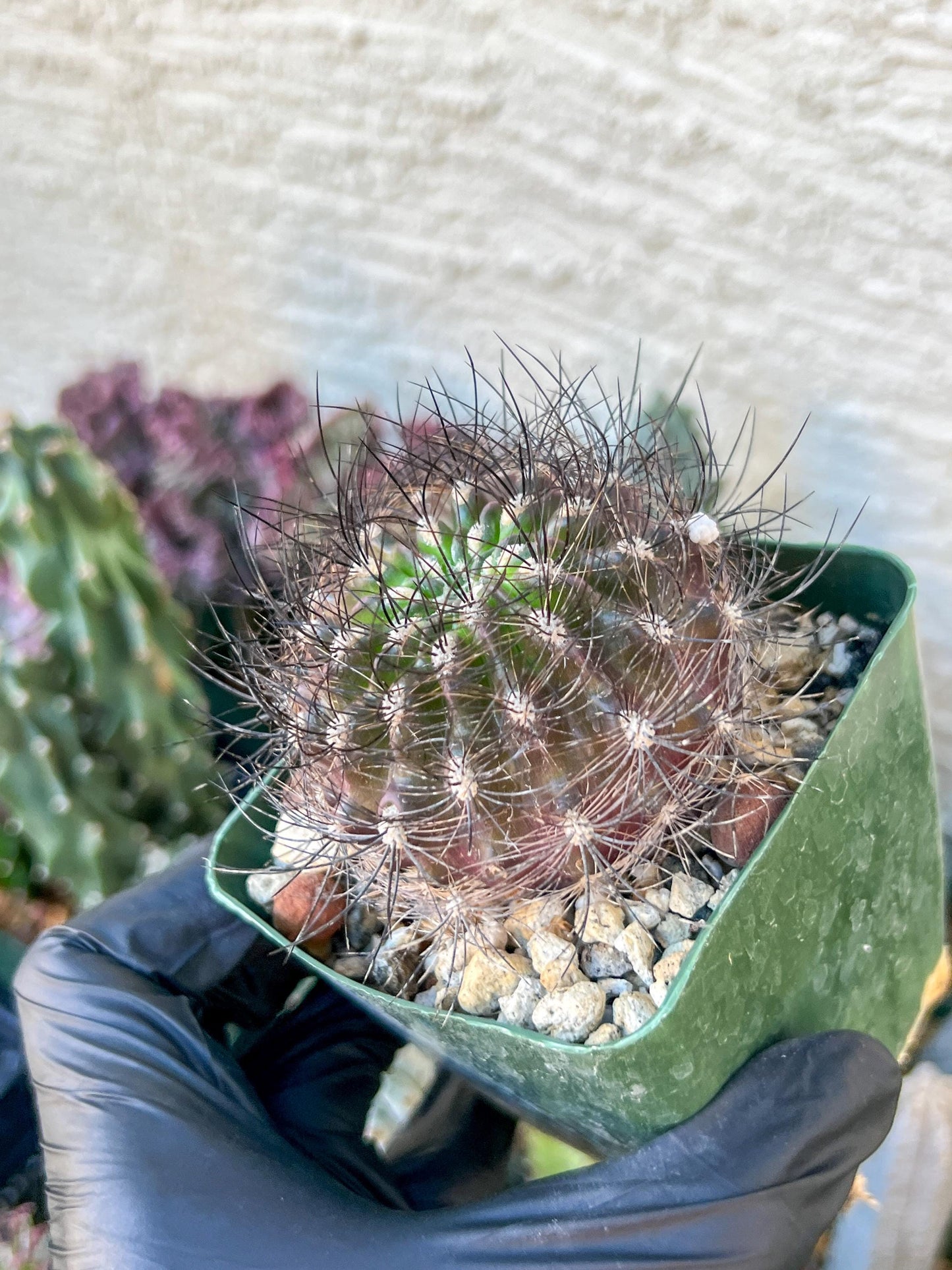 Eriosyce senilis ssp. coimasensis | (C3) (B16) | 3.5Pot