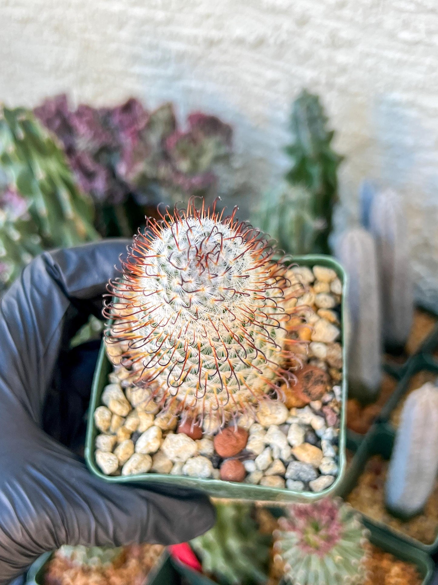 Big Mammillaria perezdelarosae | (C3) (B13) | 3.5Pot