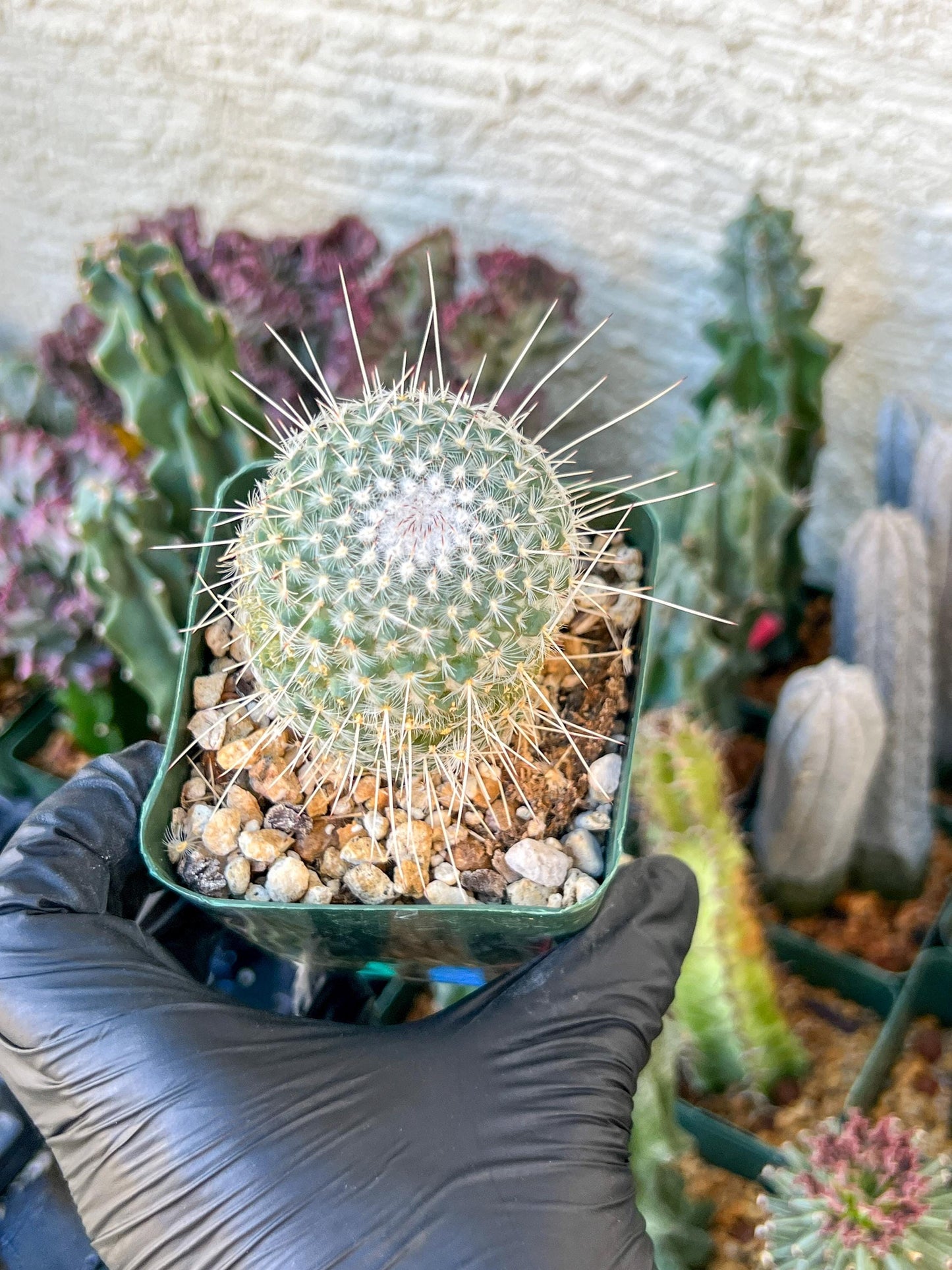 Mammilaria Geminisoina | (C3) (G6) | 3.5Pot