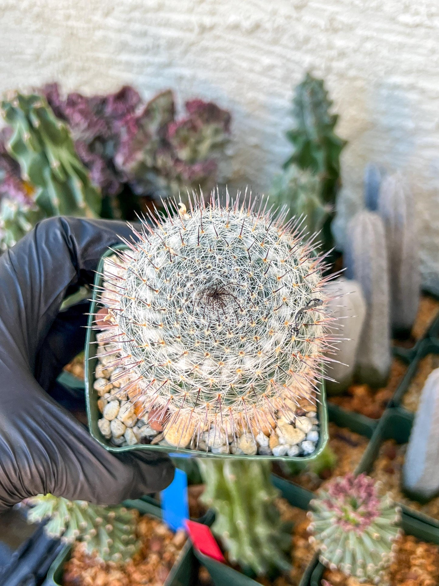 Garden MAMMILLARIA HAHNIANA | (C3) (G11) | 3.5Pot