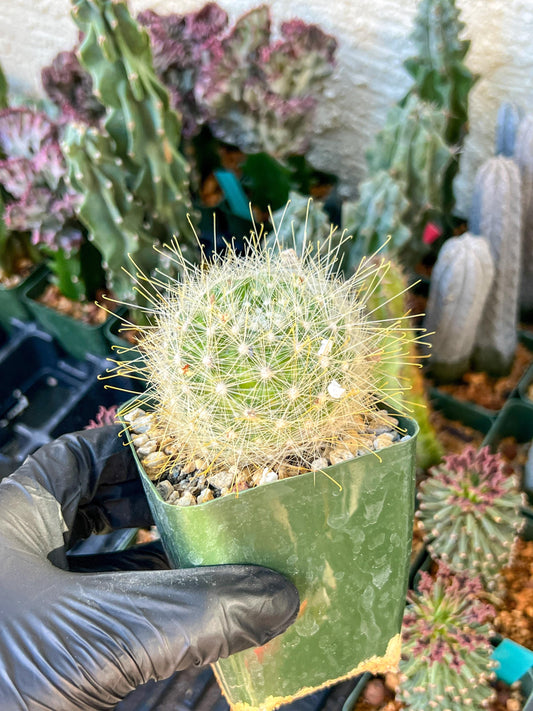 Mammillaria magnifica | (C3) (G10) | 3.5Pot