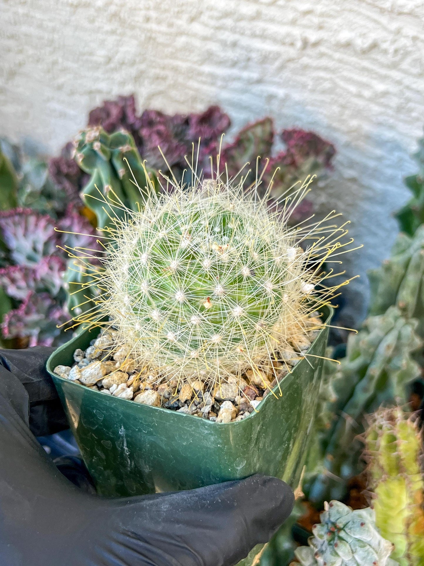 Mammillaria magnifica | (C3) (G10) | 3.5Pot