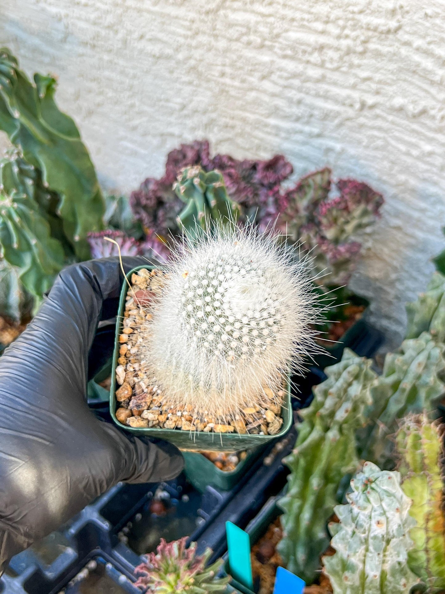 Notocactus Rudibuenekeri Albissimo | (C3) (G8) | 3.5Pot