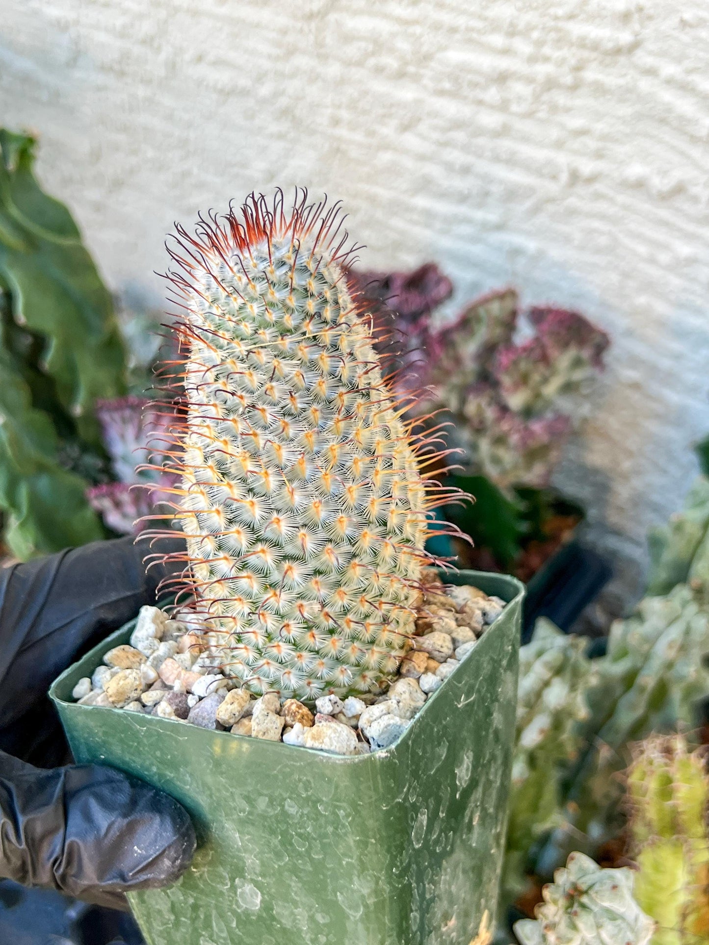 Big Mammillaria perezdelarosae | (C3) (G7) | 3.5Pot