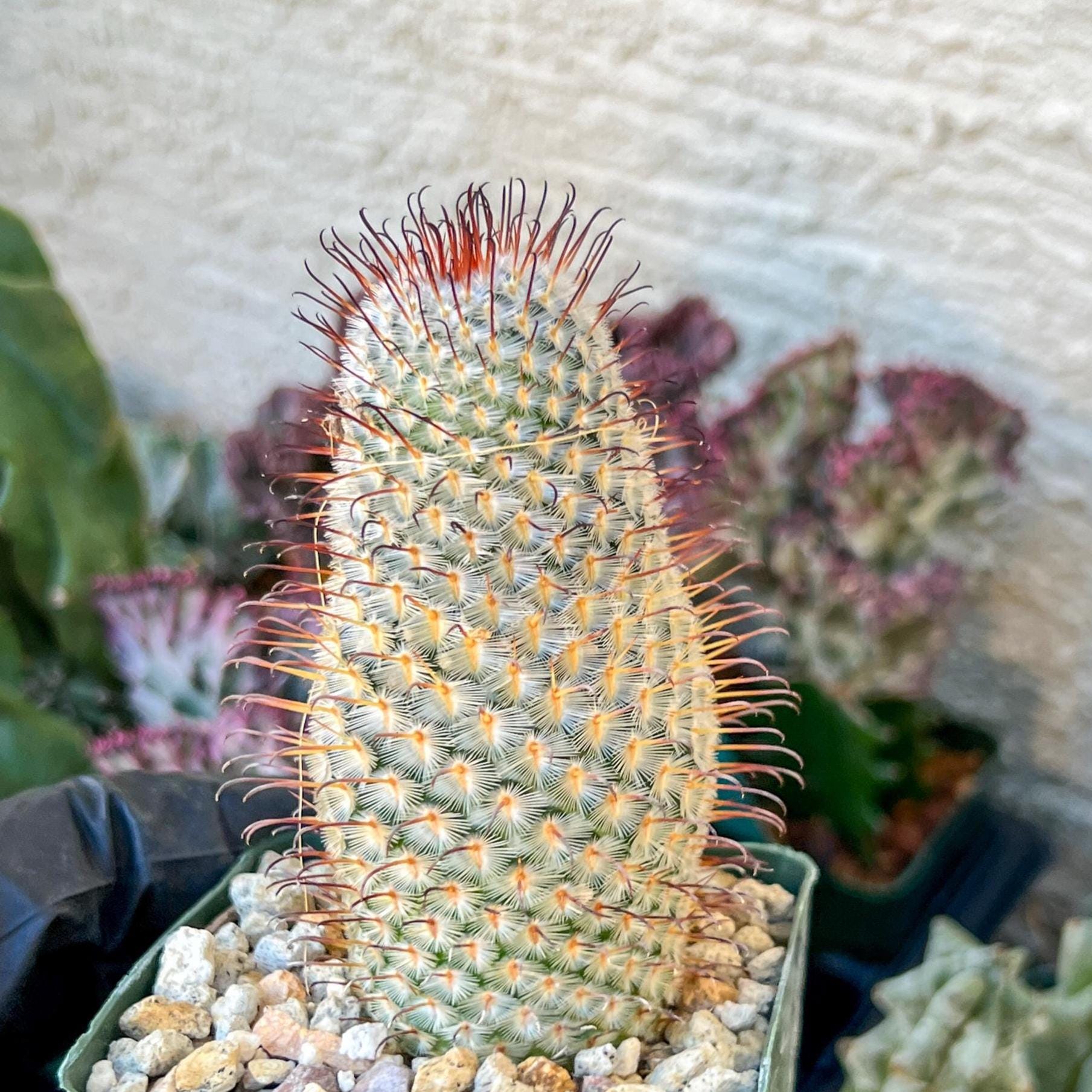 Big Mammillaria perezdelarosae | (C3) (G7)