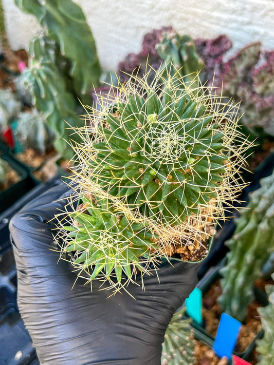 Big Mammilaria Camptrotricha Marnier | (C3) (r5) | 3.5Pot