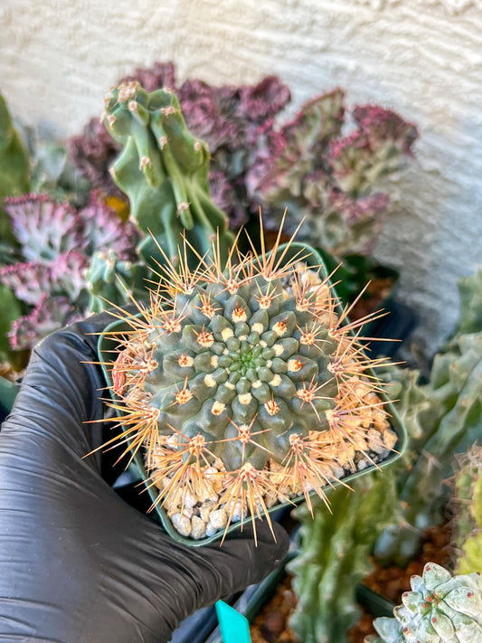 gymnocalycium neuhuberi | (C3) (r3) | 3.5Pot
