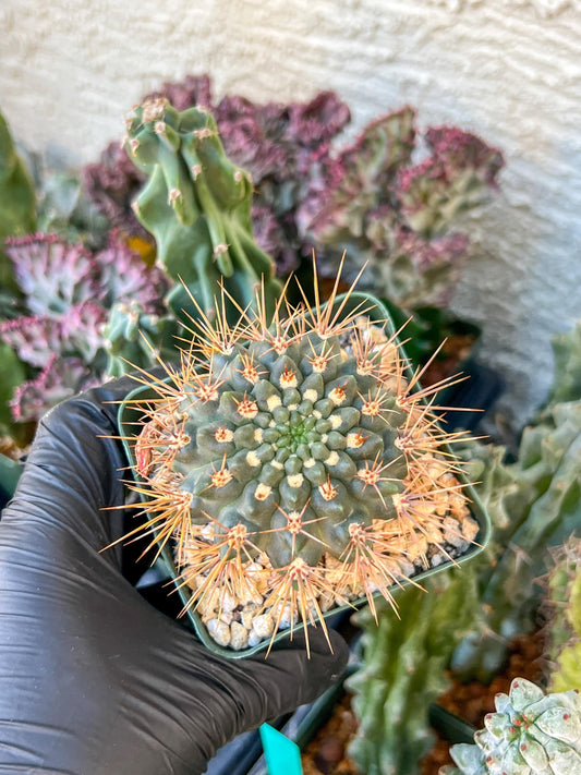 gymnocalycium neuhuberi | (C3) (r3) | 3.5Pot