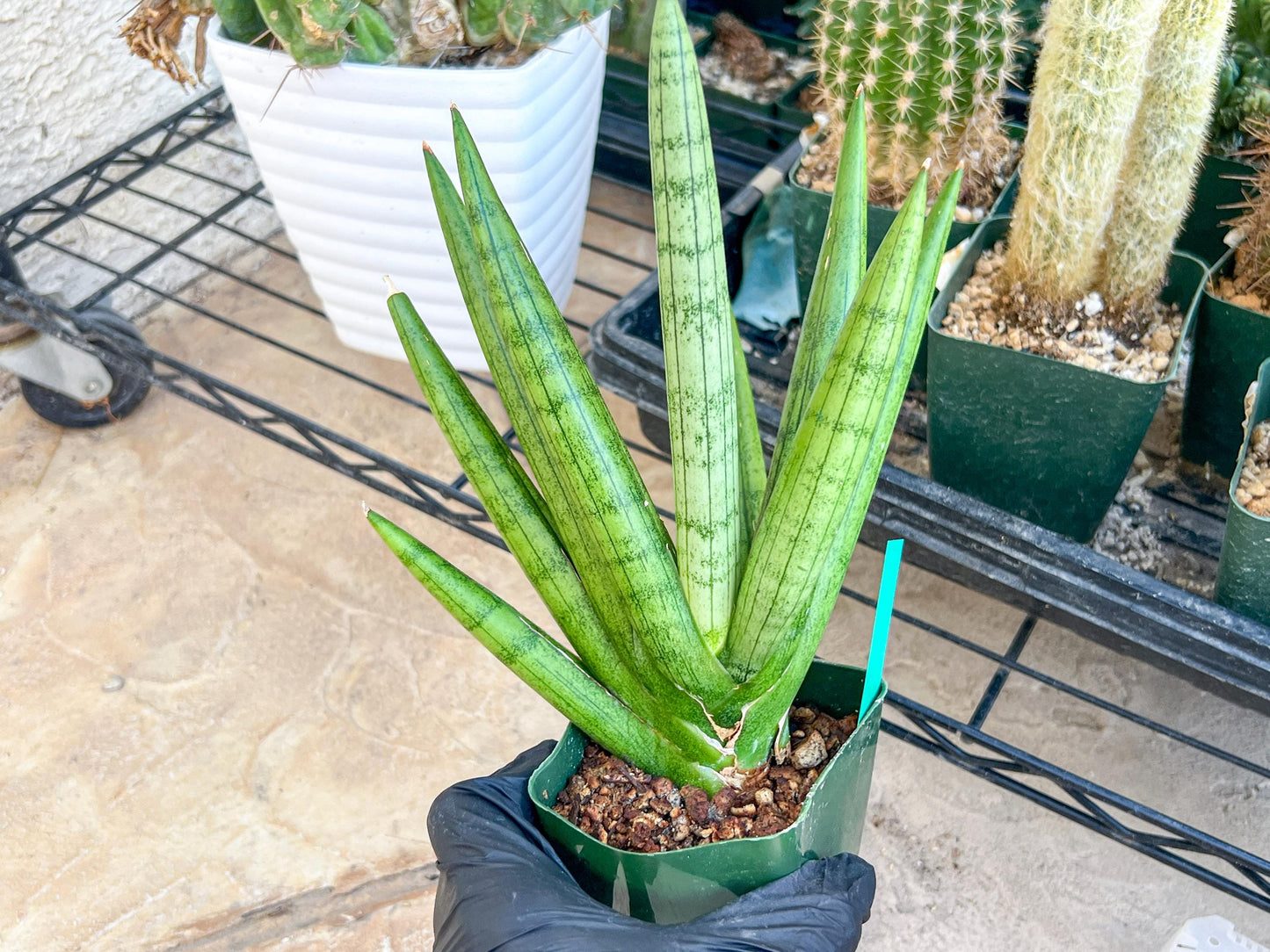Big Sansevieria Silver Crown (#C7) (Green) | Rare Imported Snake Plant