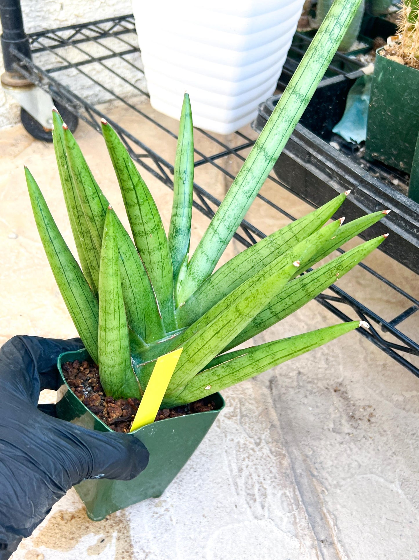 Sansevieria Silver Crown (#C7) (Yellow) | 8Inch Tall