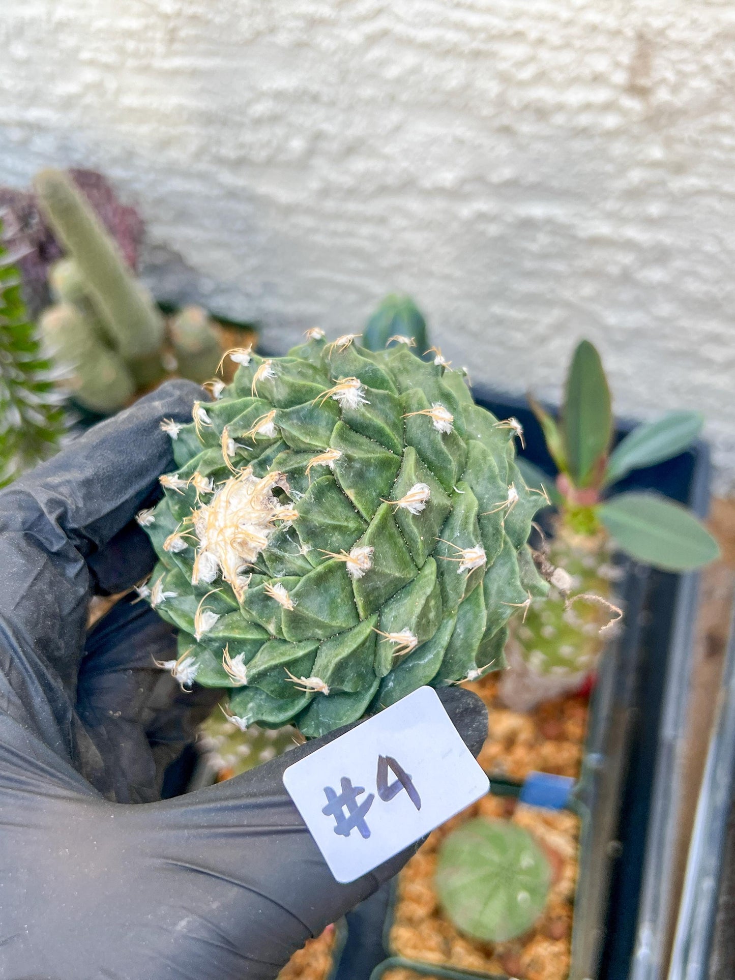 echeverivzdfsa Cactus (#3~4) | Imported Cactus | Rare Succulent