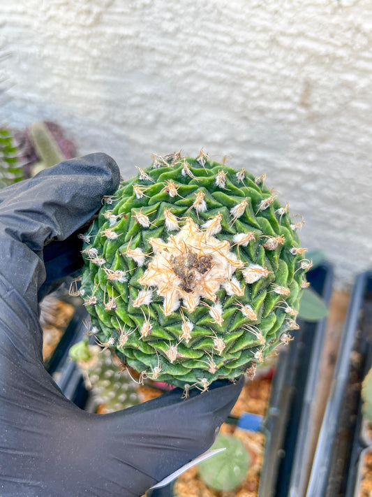 rare cactus for sale (#9) | Imported | Ehciveria | Hoyas | Sansevieria