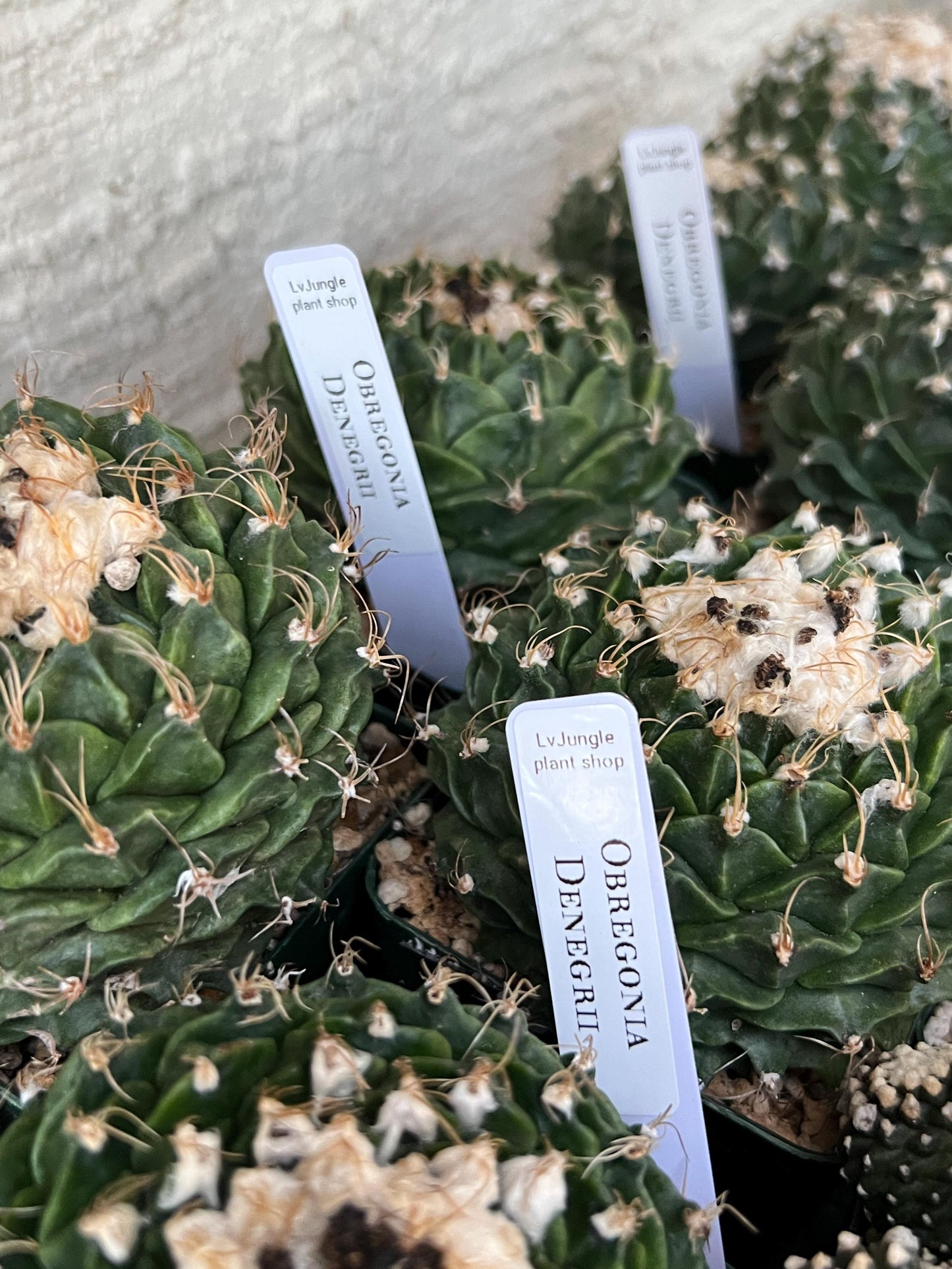 rare cactus for sale (#9) | Imported | Ehciveria | Hoyas | Sansevieria