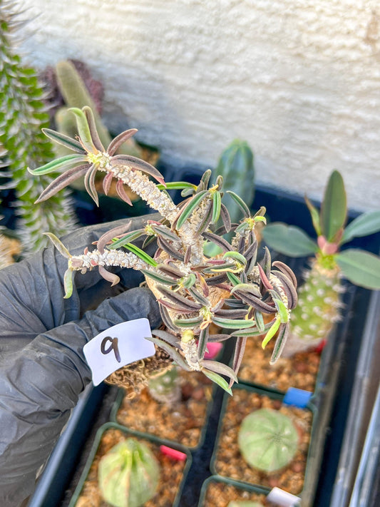 Rare Succulents (#9) | Imported | Assorted Succulent | Sansevieria