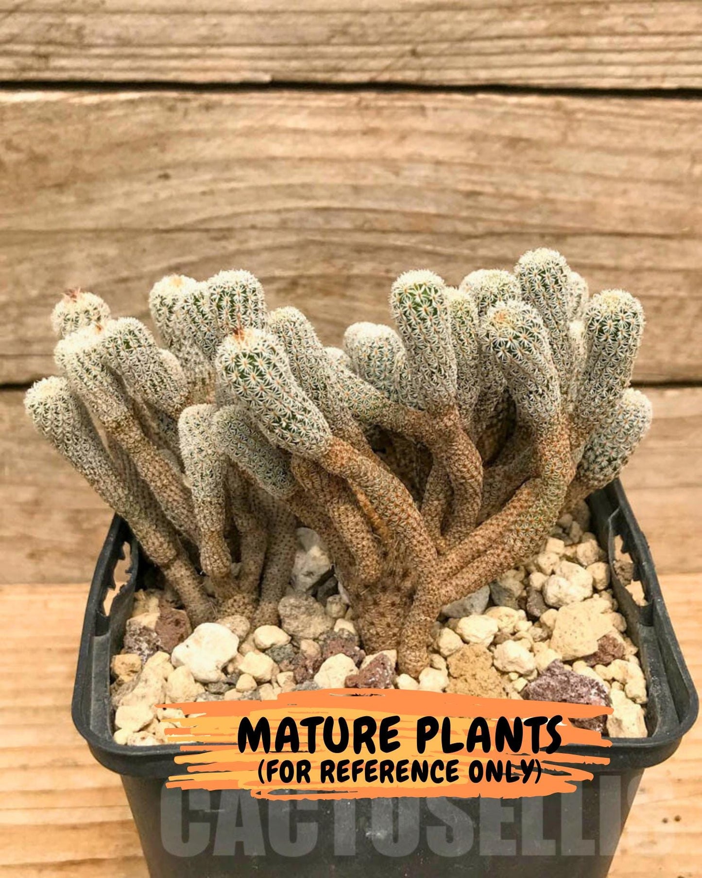 Imported cactus cluster (#2) | Ehciveria | Hoyas | Sansevieria