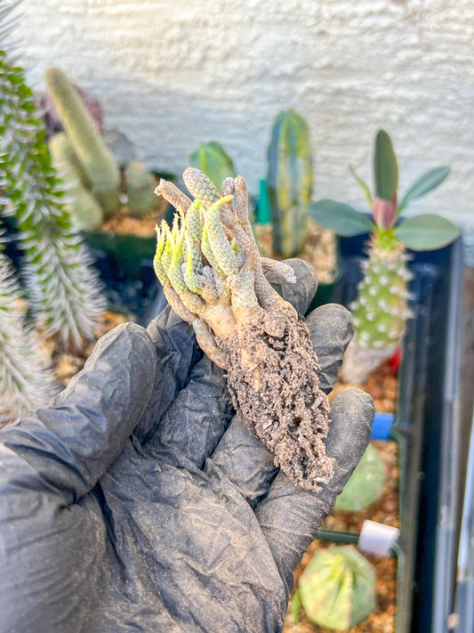 Imported cactus cluster (#9) | Ehciveria | Hoyas | Sansevieria