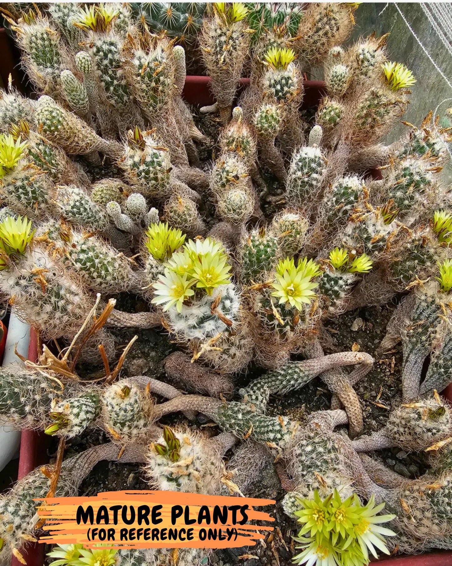 Imported cactus cluster (#8) | Ehciveria | Hoyas | Sansevieria