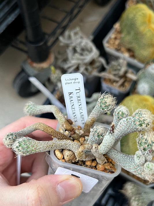 Imported cactus cluster (#8) | Ehciveria | Hoyas | Sansevieria