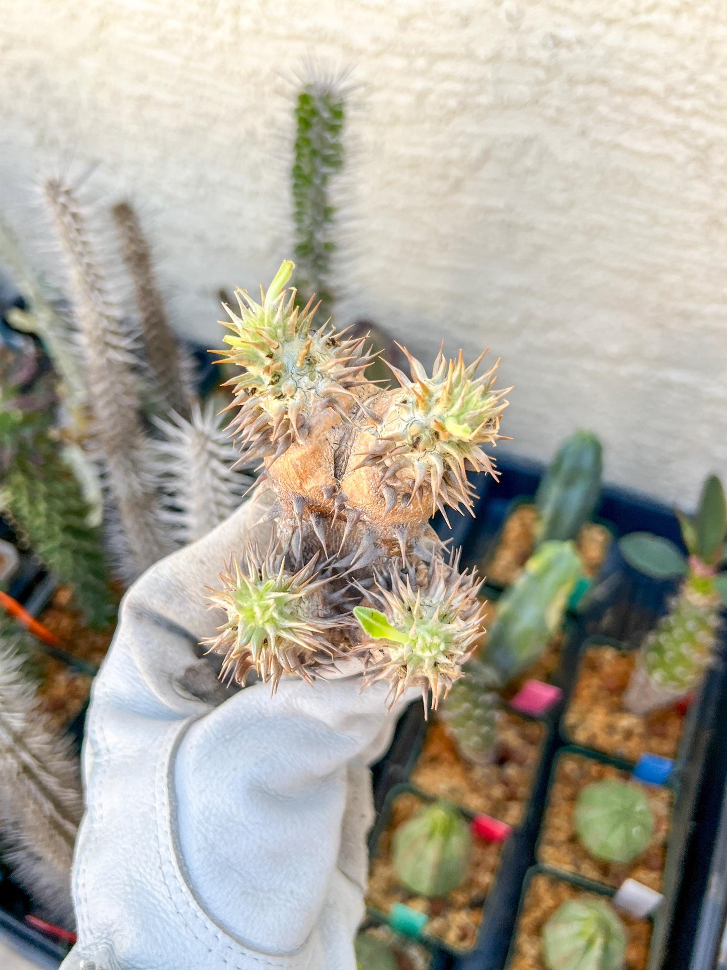 Bevicaule Baker (#1~2) | Imported Plants | A warranty can be offered