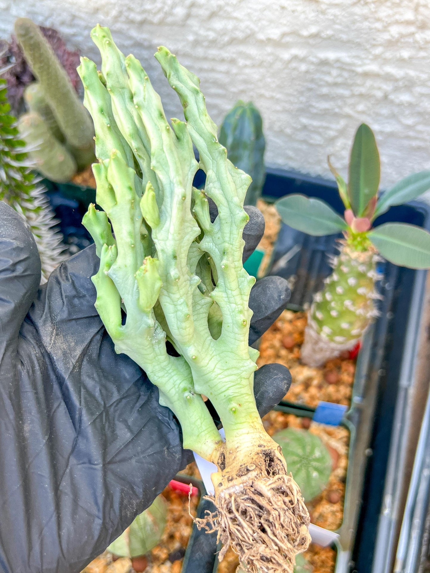 Caralluma Socotrana (#V8) | Rare Cactus | Starfish Flower | 5~6 Inch Tall