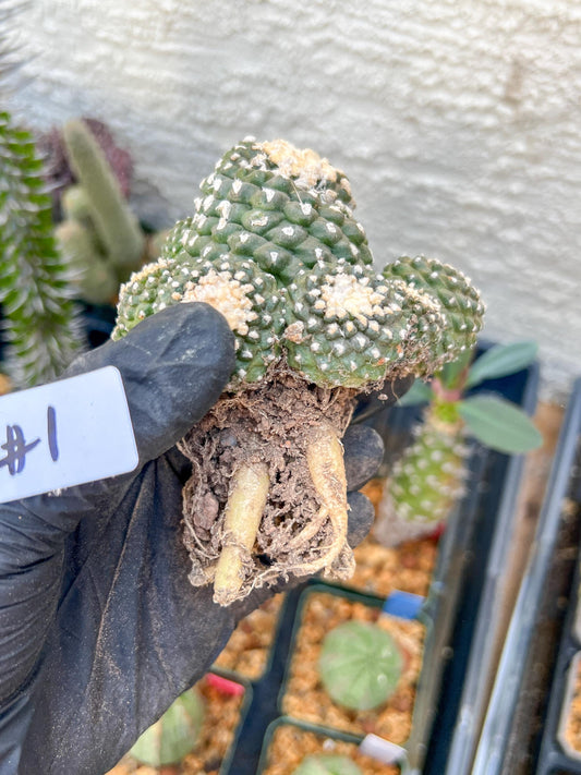 Rare tenuissima v monstose (#1) | Imported Cactus