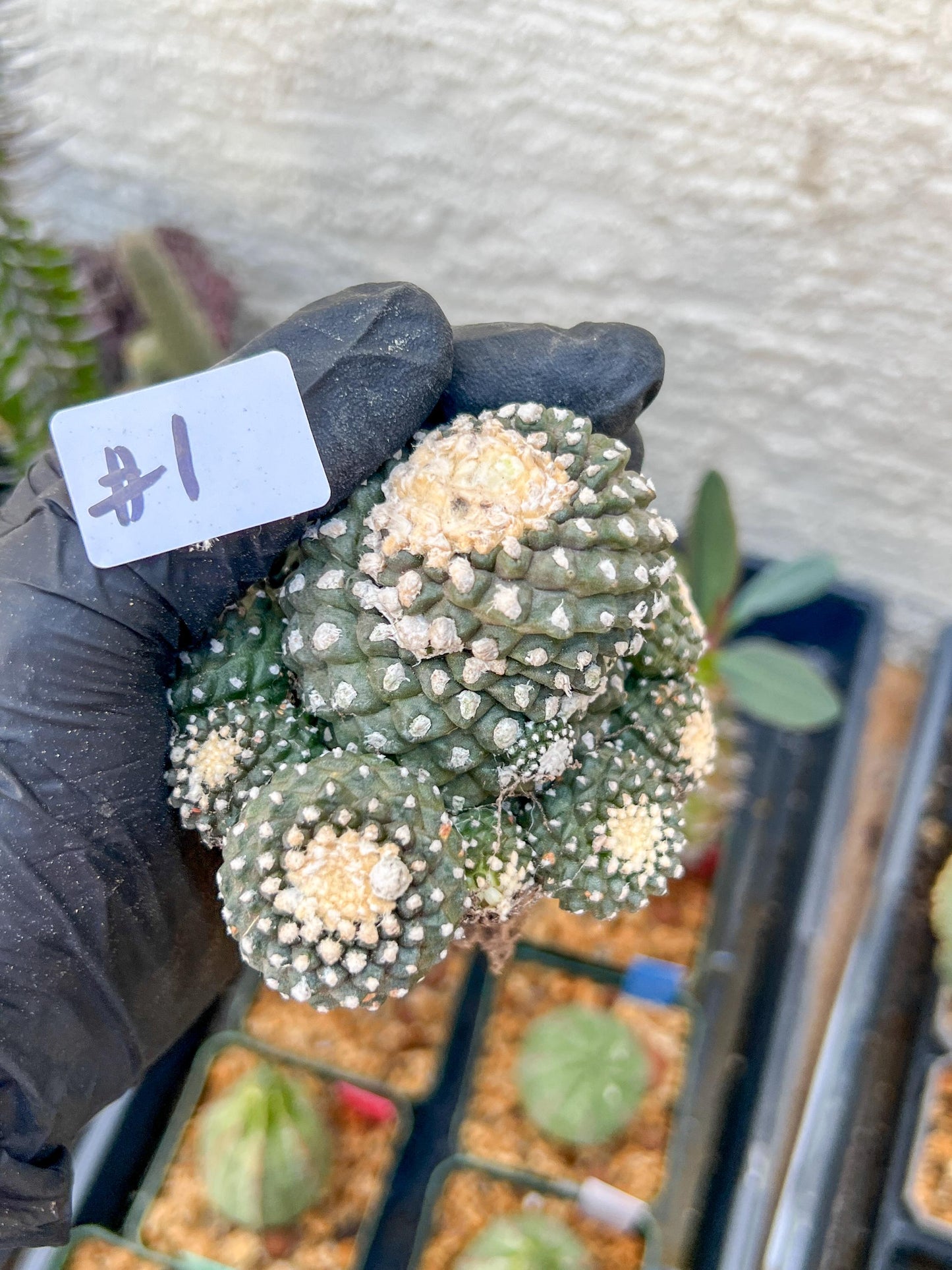 Rare tenuissima v monstose (#1) | Imported Cactus
