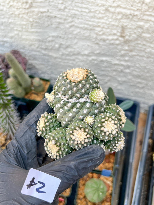 Rare tenuissima v monstose (#2) | Imported Cactus