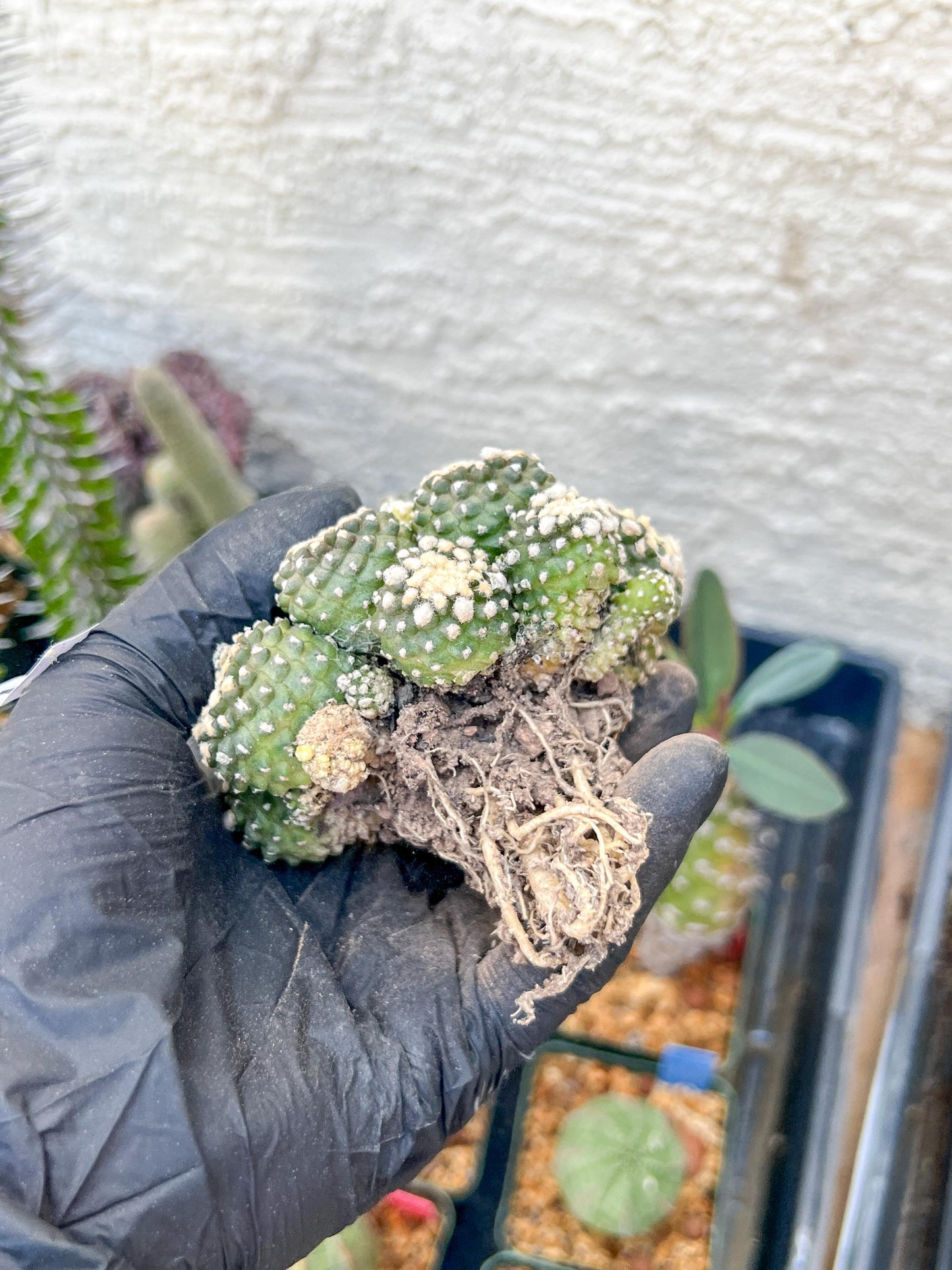 Rare tenuissima v monstose (#2) | Imported Cactus