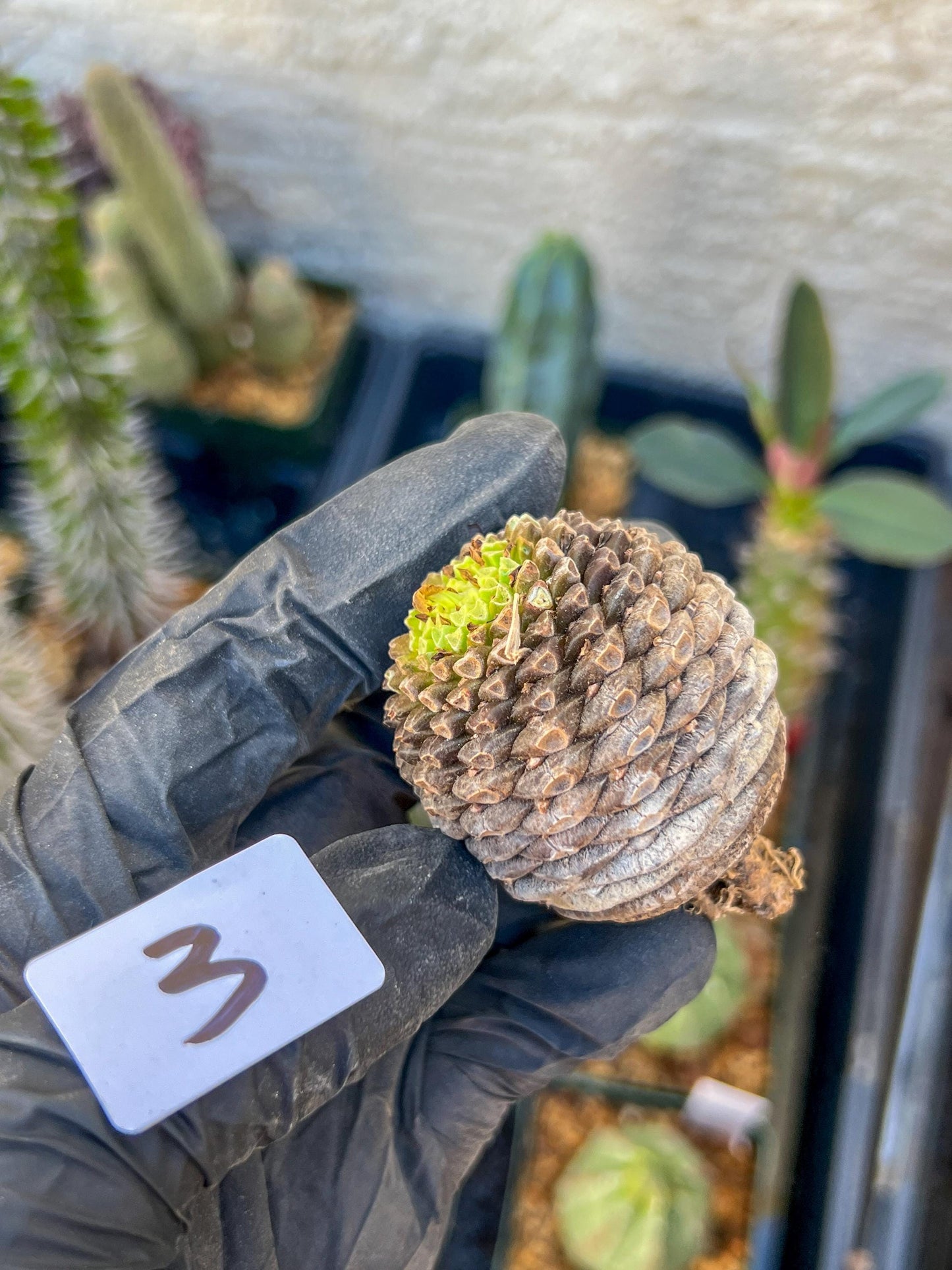 Euphorb Bupleurifolia | Imported- 3 month warranty