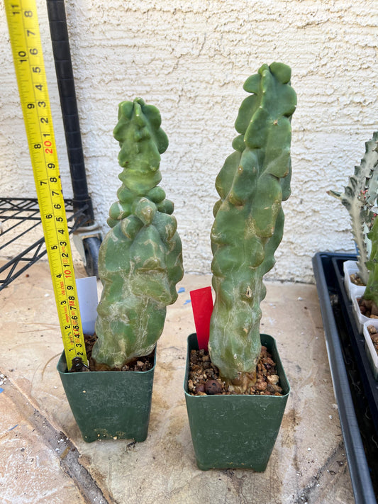 Lophocereus Schottii Monstrose (W-R) | Imported Cactus | Rare Succulent