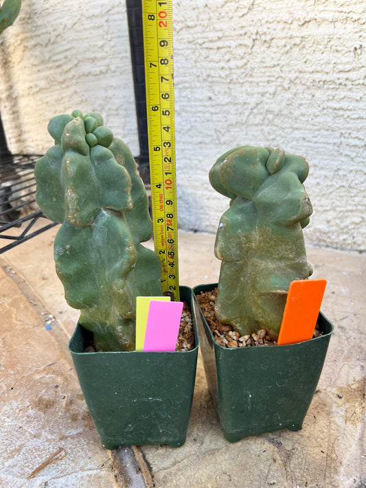 Lophocereus Schottii Monstrose (PY-O) | Imported Cactus