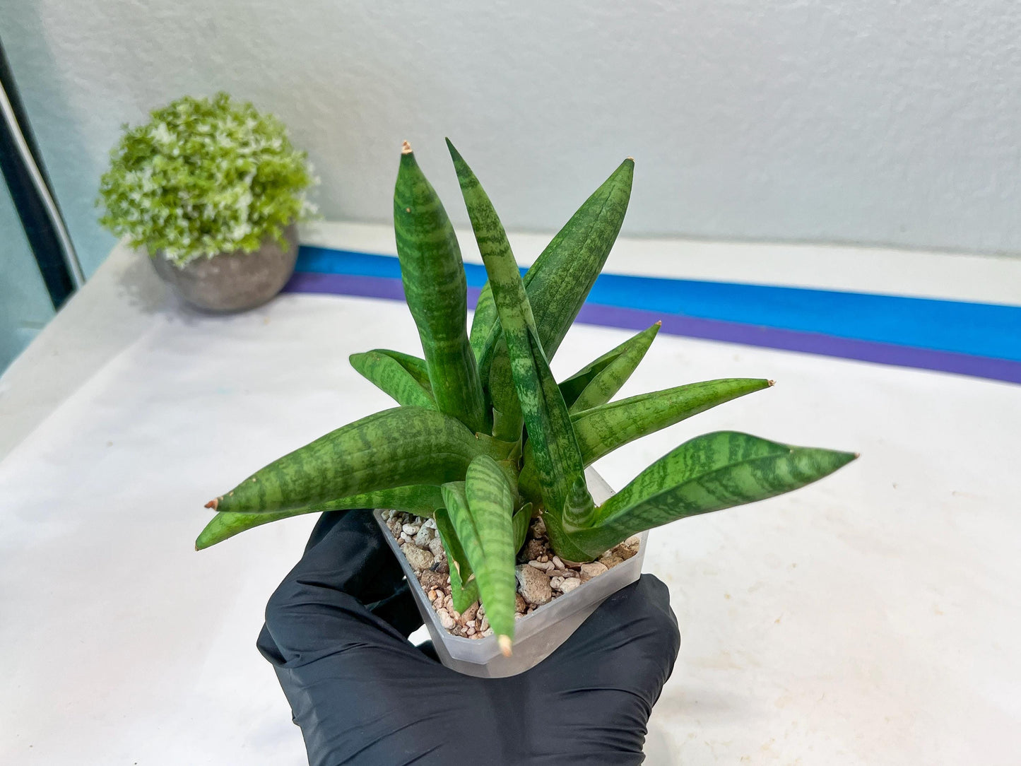 Sansevieria Fighter/Ch17023 (#AC12) | Imported Snake Plants