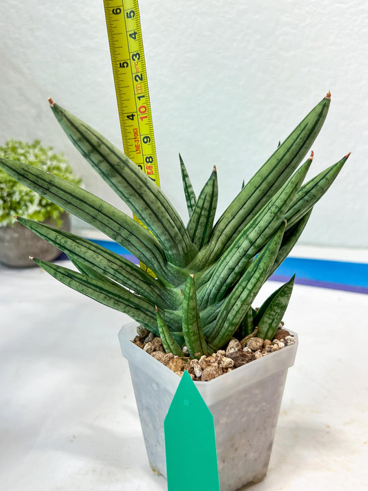 Sansevieria Zebra Tail (#AC19) | Imported Snake Plant