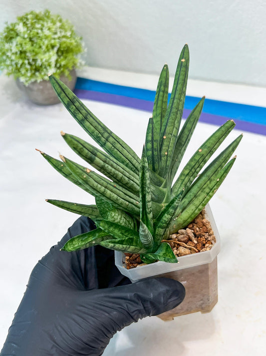 Sansevieria Zebra Tail (#AC19) | Imported Snake Plant
