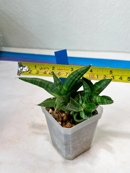 Sansevieria CH Tozlu (#AC21) | Imported Plants