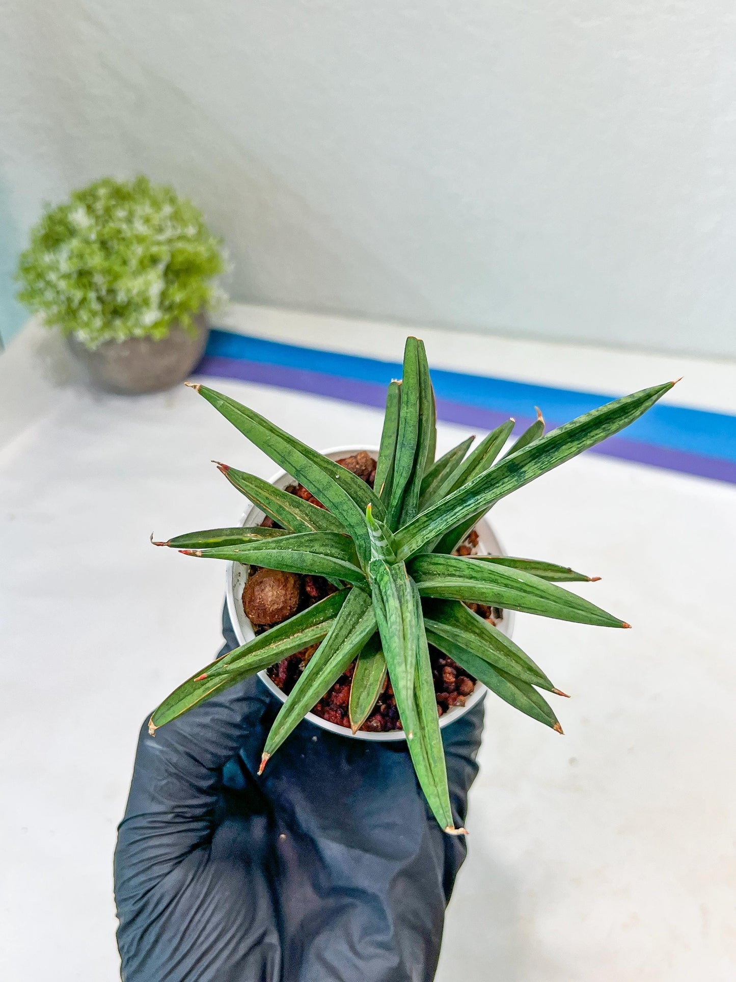 Sansevieria Thousand Blue (#AC26) | Rare Hybrids
