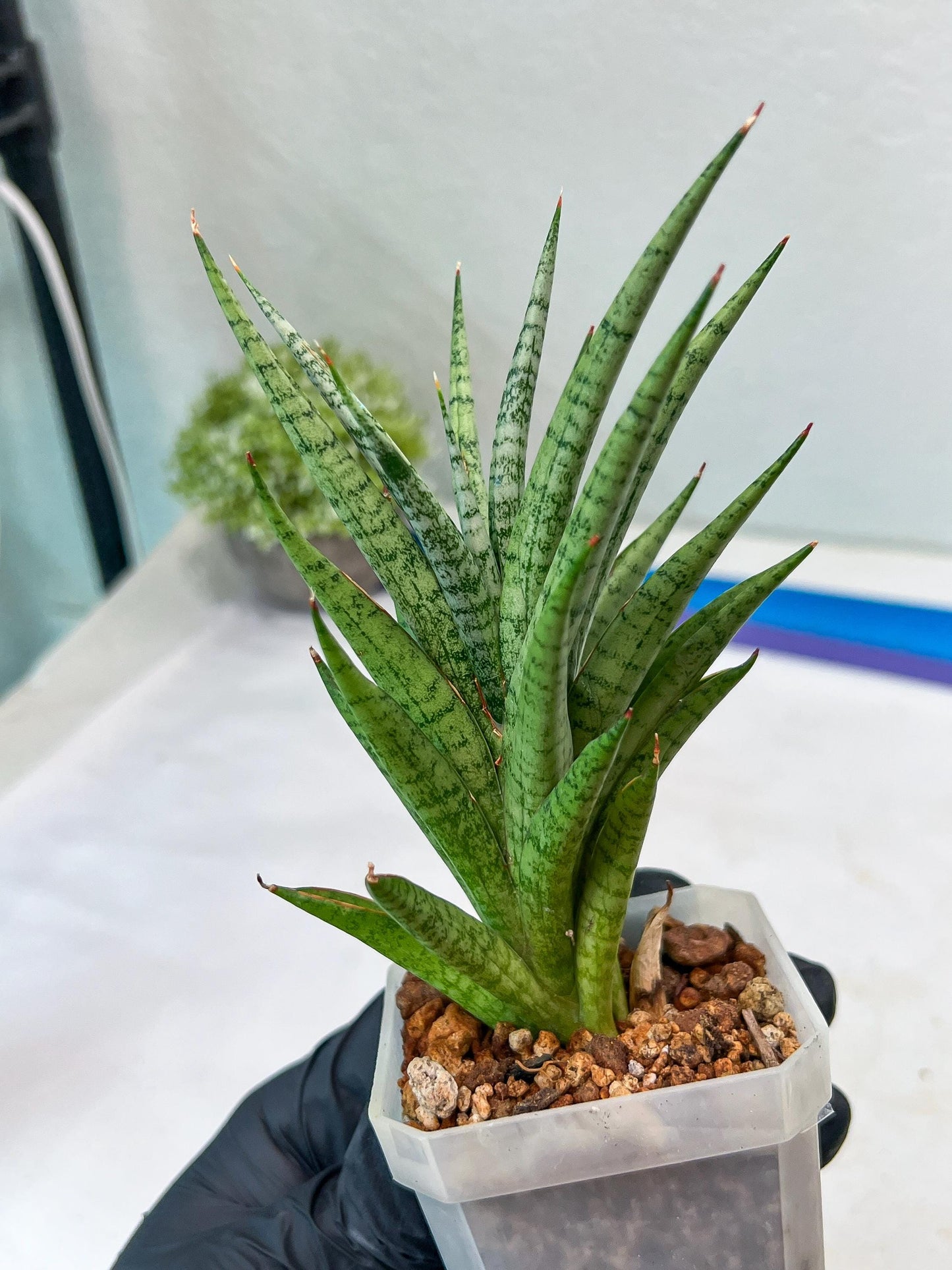 Sansevieria Epine Verte (#AC27) | Rare Exotic Flora