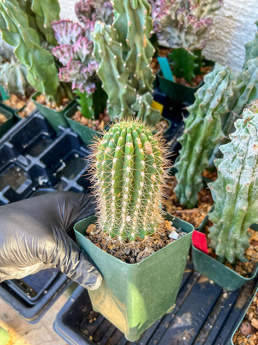 Trichocereus grandiflorus (C2) (G15) | 3.5Pot