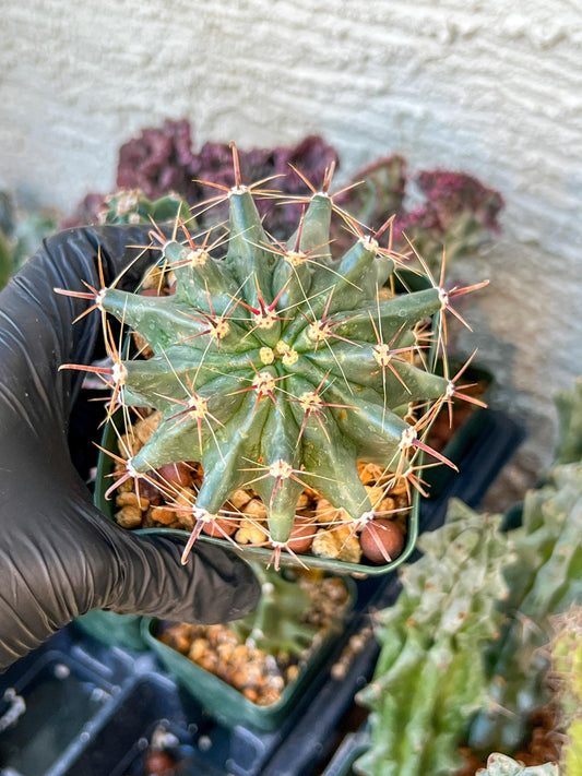 Ferocactus Gracilis Sub Gatesii (C2) (G14) | 3.5Pot