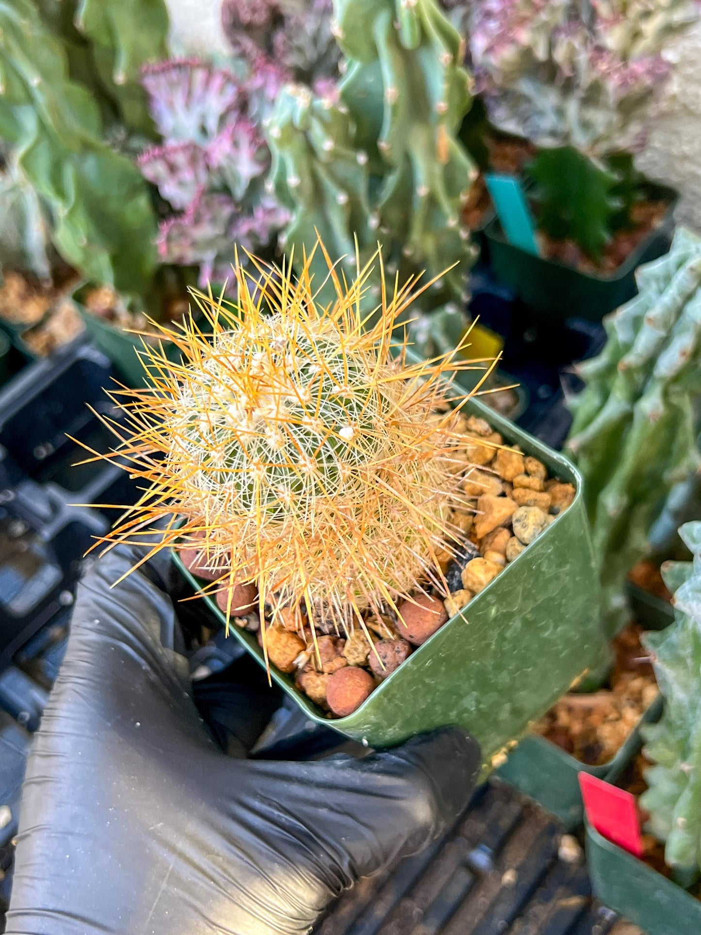 Echinofossulocactus Albatus (C2) (G12) | 3.5Pot