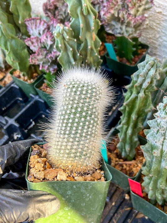 Notocactus rudibuenekeri albissimo (C2) (G11) | 3.5Pot