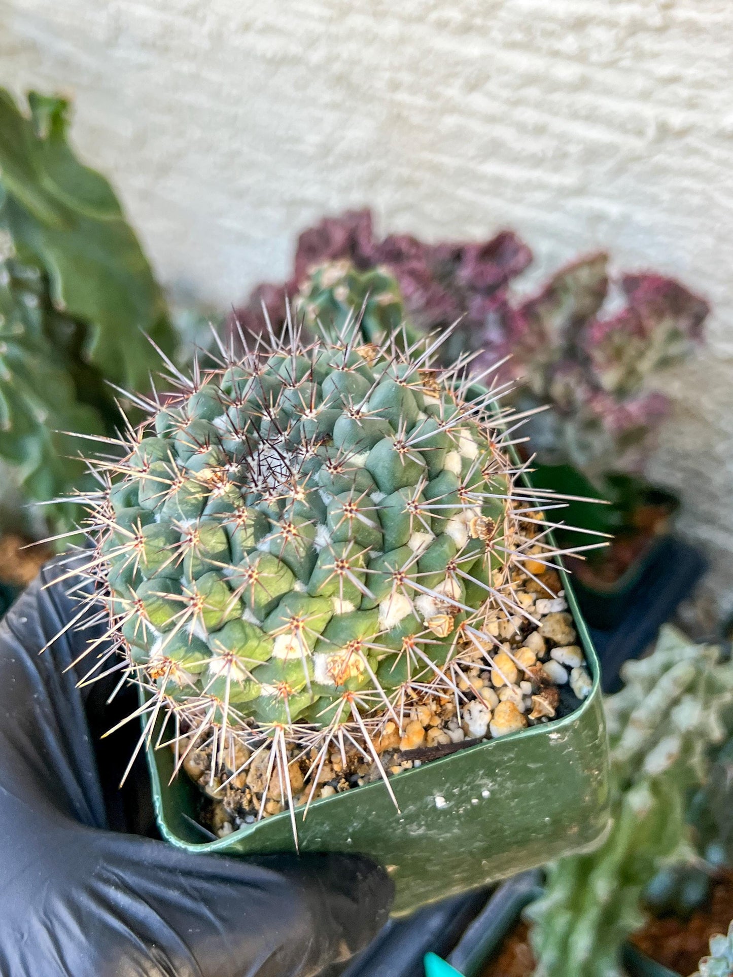 Mammilaria Hertichiana (C2) (P8) | 3.5Pot