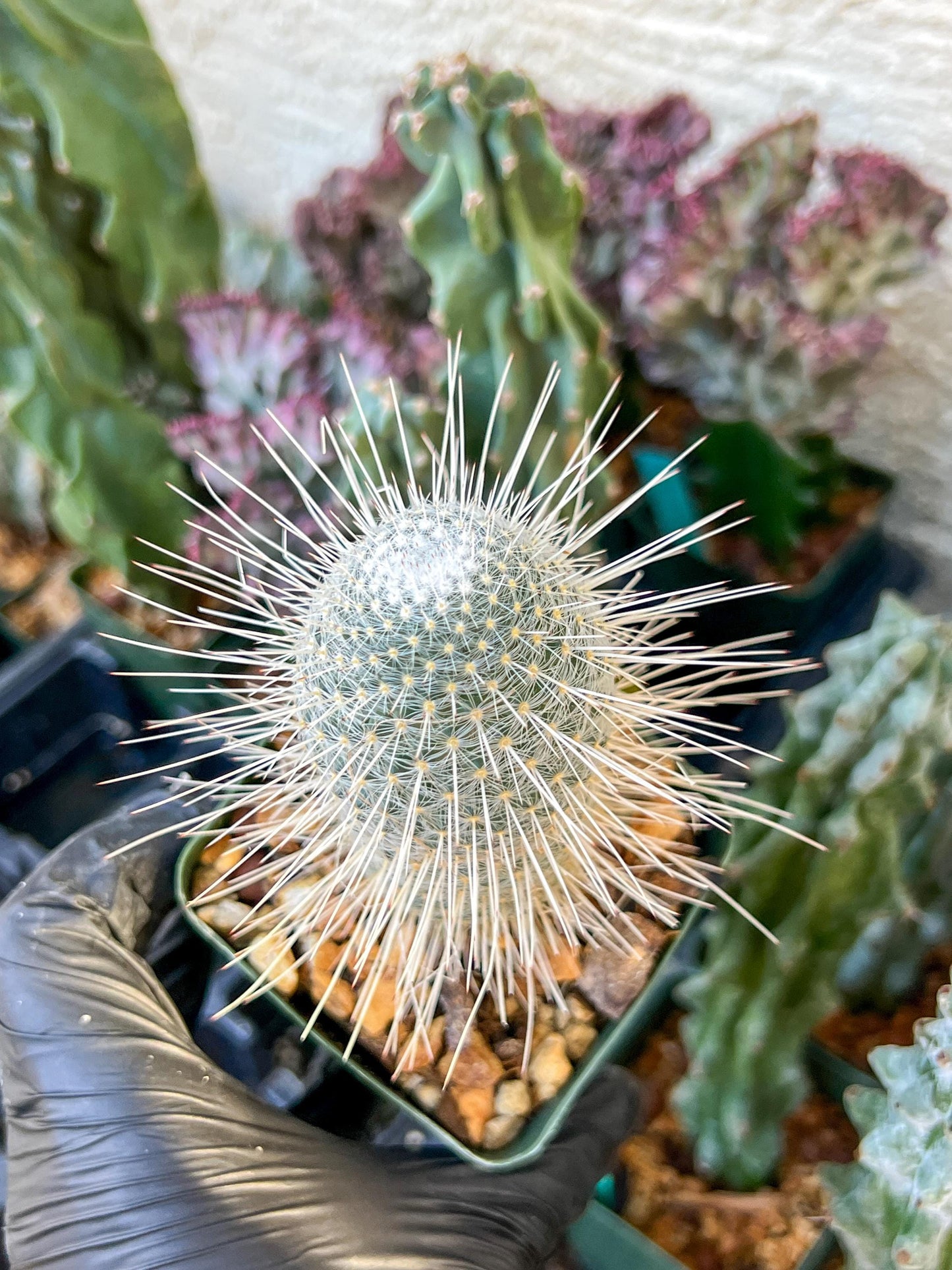 Mammillaria Geminispina (C2) (P7) | 3.5Pot